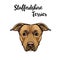 Staffordshire Terrier dog portrait. Dog breed. Staffordshire terrier head, face, muzzle. Vector.