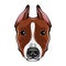 Staffordshire Terrier dog portrait. Dog head, face, muzzle. Staffordshire Terrier breed. Vector.