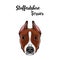Staffordshire Terrier face. Dog head muzzle. Staffordshire terrier dog breed. Vector.