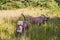 The Staffordshire Terrier family ran out for a walk, the mother with the puppies walk free