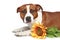 Staffordshire terrier lying with sunflower