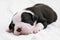 Staffordshire terrier one-month puppy dog. Sleepy young puppy dog lying on white blanket. Puppy dog looking at camera with puppy