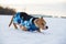 Staffordshire Terrier, Pit Bull dog walking in the countryside on a snowy field