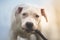 Staffordshire terrier puppy gnaws a wooden stick
