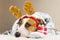 Staffordshire terrier puppy portrait in throw blanket and with reindeer christmas toy horns in bed with new year present