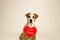 Staffordshire terrier puppy poses in studio background with valentine`s day sign on shoulders