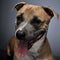 Staffordshire Terrier smiling in a dark studio