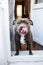 Staffordshire terrier standing on doorstep of loggia and smacking lips