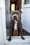 Staffordshire terrier standing on doorstep of loggia and smacking lips