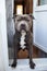 Staffordshire terrier standing on doorstep of loggia and smacking lips