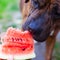Staffordshire terrier tries red juicy watermelon , dogs love fruit concept