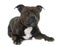 Stafforshire bull terrier