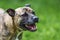 Staffy Lurcher cross panting