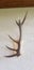 Stag antler prepared and put on the wall as decoration