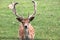 A stag with antlers in the sun at a children farm in the Netherlands