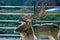 A stag with antlers in the sun at a children farm in the Netherlands.