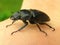 Stag-beetle