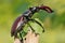 Stag beetle