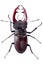 Stag Beetle