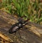 Stag-beetle