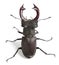 Stag beetle