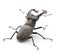 Stag Beetle