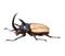 Stag beetle