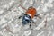 Stag beetle