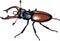 Stag beetle