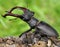 Stag beetle