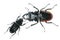 stag beetle