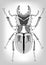Stag-beetle, black and white drawing of beetle decorated with patterns. Symmetric drawing, insect on gray gradient backg