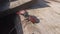 Stag beetle is climbing on wooden surface. Big insect with great horns