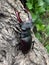 Stag beetle. Closeup. very beautiful
