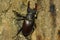 Stag beetle is a common but endangered species found in european forest