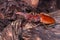 Stag beetle (Cyclommatus bicolor) beetle