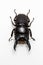 Stag Beetle (Dorcus titanus)