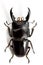 Stag Beetle (Dorcus titanus) Top View