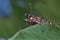 Stag Beetle on green leaf