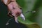 Stag Beetle on green leaf