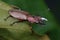 Stag Beetle on green leaf