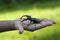 Stag beetle insect in a kid child hand photo (Lucanus cervus)