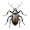 Stag Beetle Isolated on White Background - Side View - AI generated