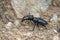 Stag beetle lucanus cervus 01