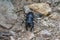 Stag beetle lucanus cervus 03