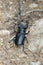 Stag beetle lucanus cervus 04