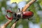 Stag beetle Lucanus cervus sitting on tree.
