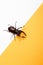Stag beetle Lucanus cervus on a yellow background and a white sheet of paper