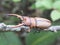 Stag beetle(male)