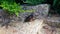 Stag beetle sits on a granite stone near a juniper branch